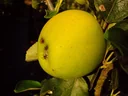 Säulenapfel 'Goldspur' (Malus domestica) – winterhartes Obstgehölz, im 7,5-L-Container