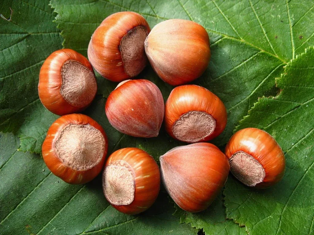 Haselnuss "Hallesche Riesen", 7,5L-Container