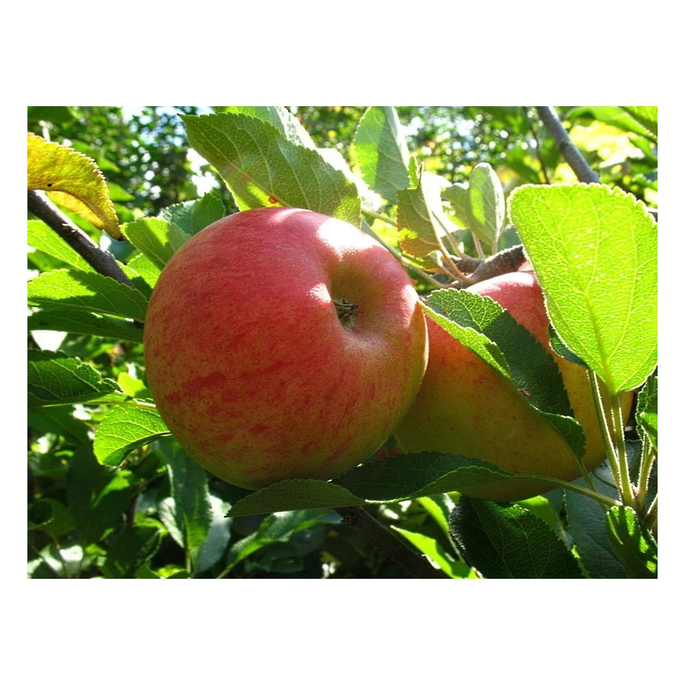 Apfel "Elstar" Spindelbusch, im 5L-Container
