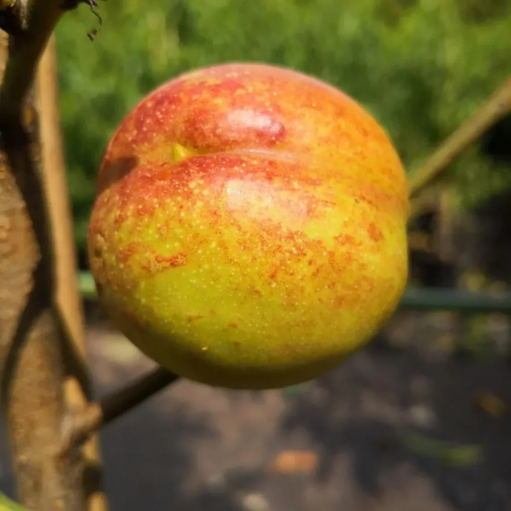 Nektarine 'Harnas' (Prunus persica var. nucipersica) – winterharter Obstbaum, als Busch, im 10-L-Container