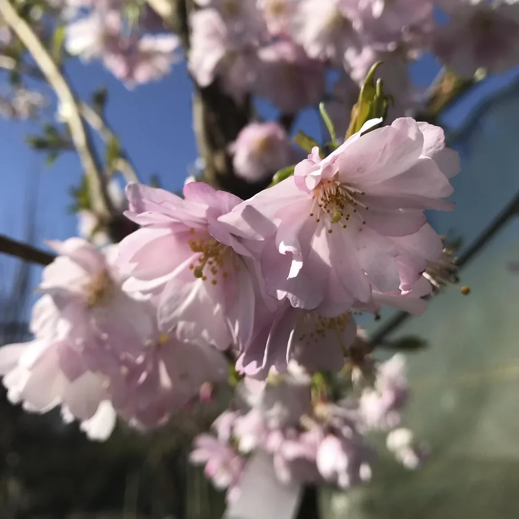 Rosa Winterkirsche Autumnalis Rosea - Prunus subhirtella - 7.5 L Topf 80-100 cm