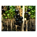 Johannisbeere schwarz "Bona" Busch, im 5L-Container
