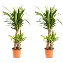 Palmlilie 2er-Set (Yucca) – pflegeleichte Zimmerpflanze, Höhe ca. 80–85 cm
