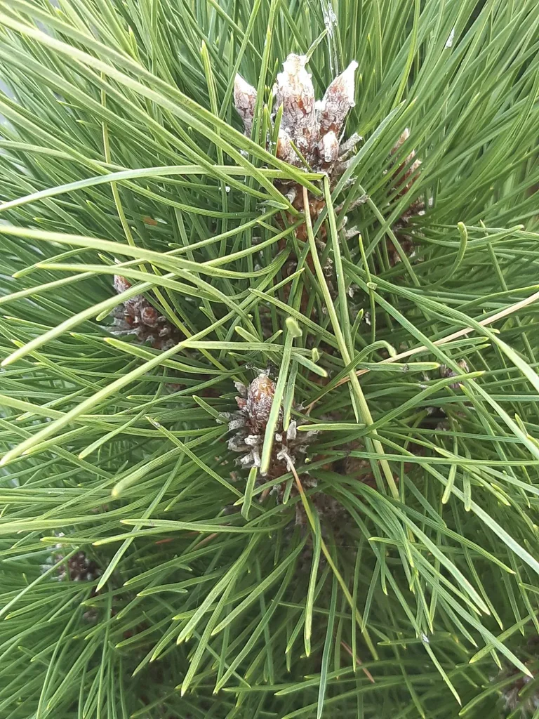 Schwarzkiefer, Pinus nigra "Green Tower", 7,5 Liter Topf, 40-50 cm hoch
