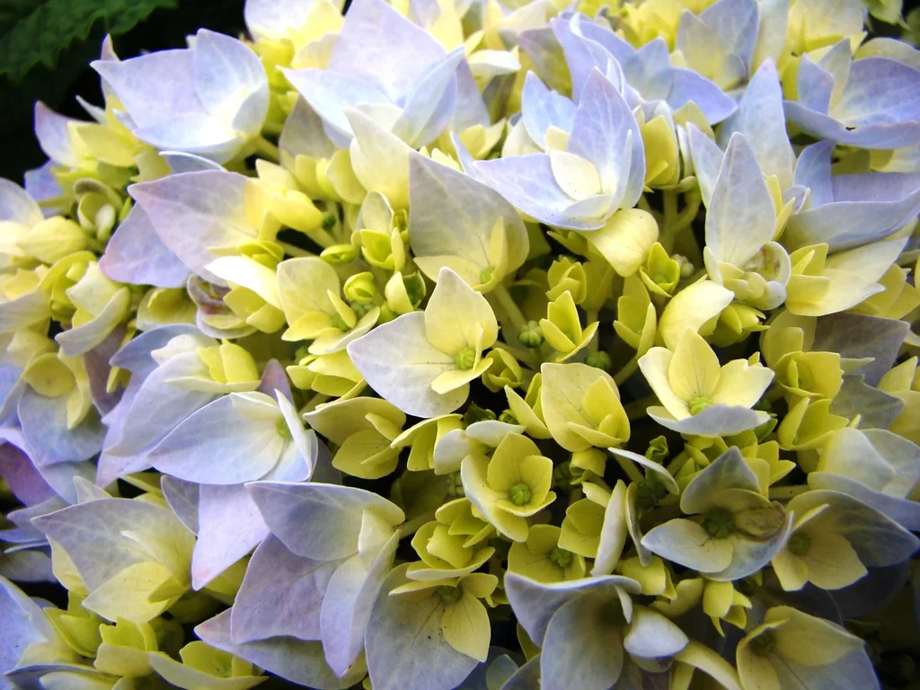 Hortensie "Endless Summer", blau, 5 Liter Topf
