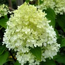 Rispenhortensie "Limelight" -S-, Hydrangea paniculata, 4,6 Liter Topf, 40- 60 cm hoch, 2er-Set