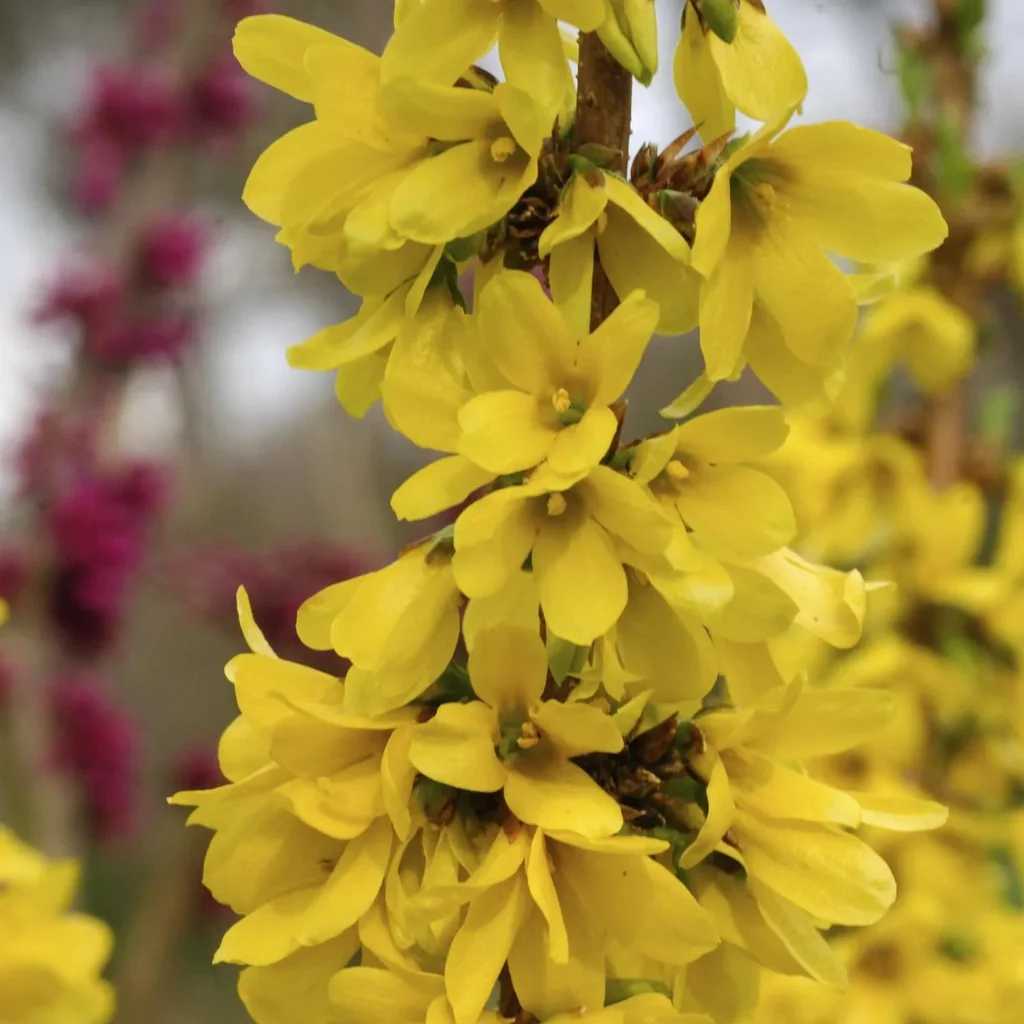 Forsythie Mikador - Forsythia intermedia - 7.5 L Topf. 60-80 cm