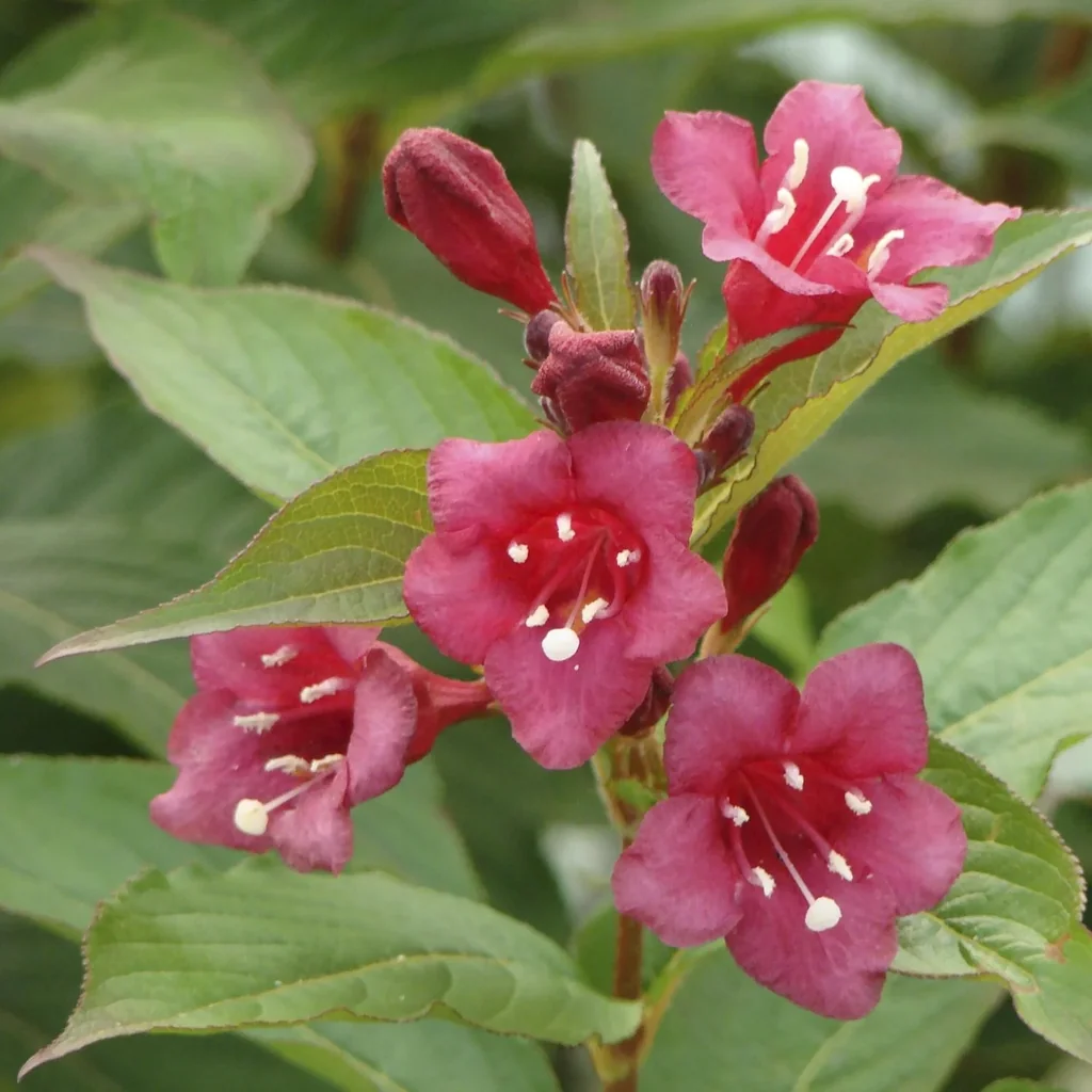 Weigelie Bristol Ruby - Weigela - 12 L Topf 100-125 cm