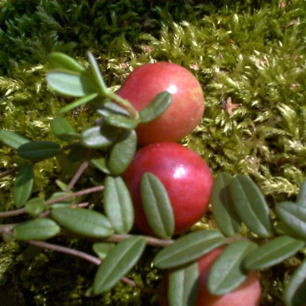 Cranberry, im 3,5L-Container