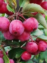Zierapfel 'Evereste' (Malus) – winterhartes Ziergehölz, Stammhöhe 120 cm, im 20-L-Container
