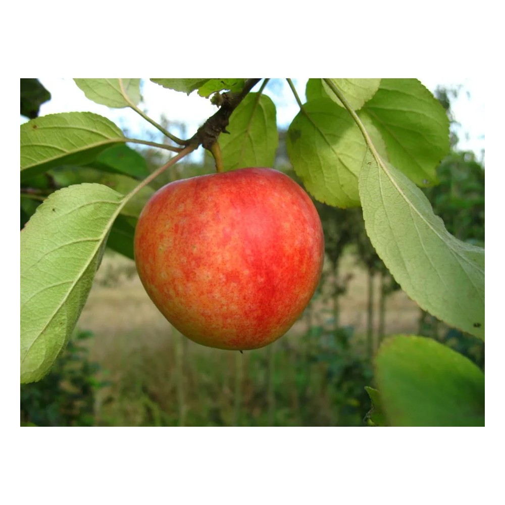 Apfel "Cox Orange" Busch, im 10L-Container