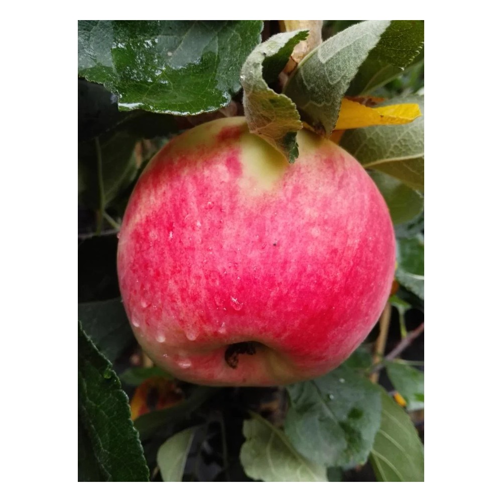 Apfel "Piros" Busch, im 10L-Container
