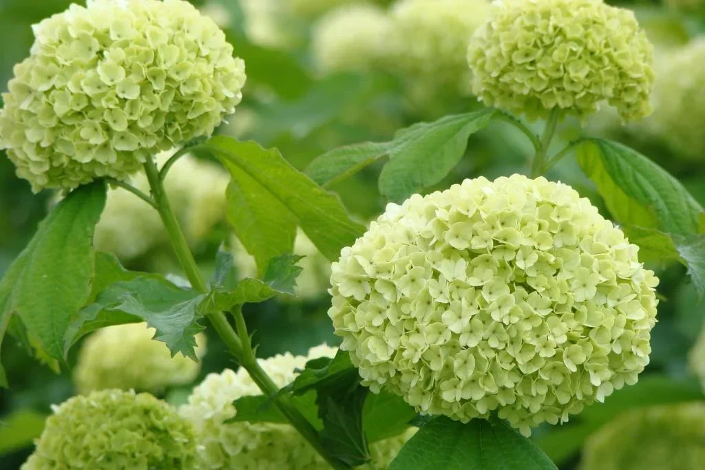 Schneeball gewöhnlich Roseum - Viburnum opulus - 7.5 L Topf 80-100 cm