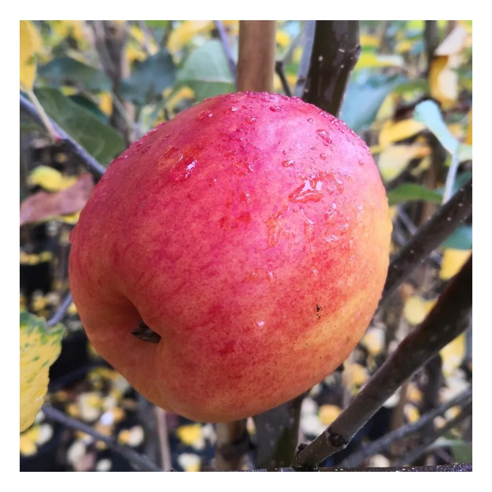 Apfel "Rebella" Halbstamm, im 10L-Container