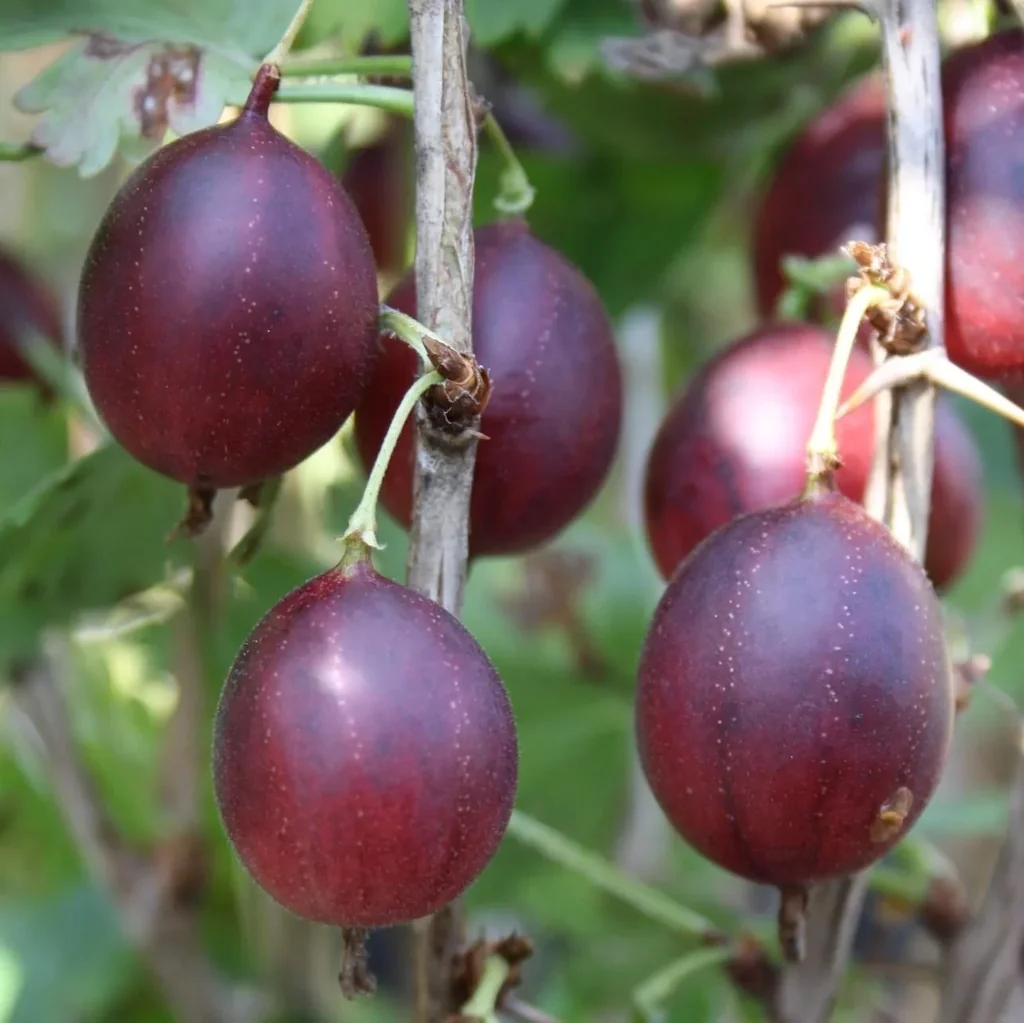 Stachelbeere rot "Captivator" Hochstamm, im 4L-Container