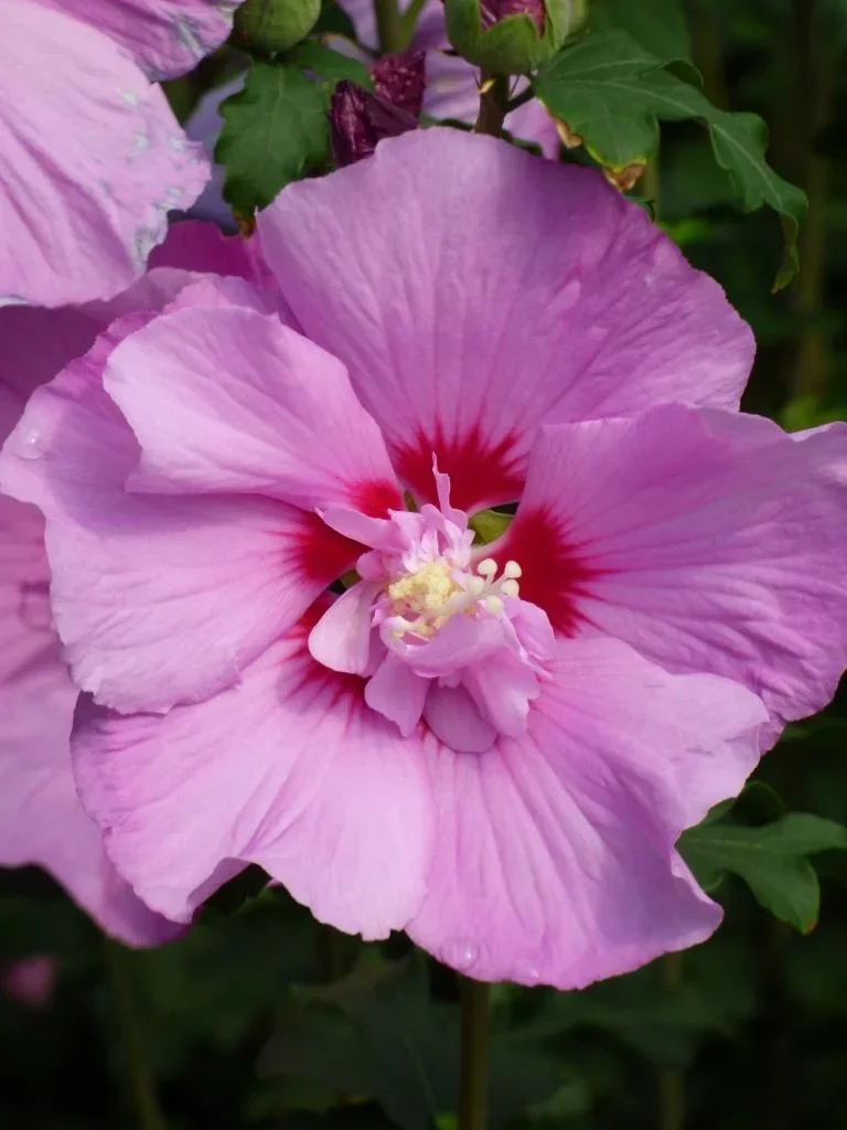 Garteneibisch Eruption - Hibiscus syriacus - 7.5 L Topf 70-80 cm