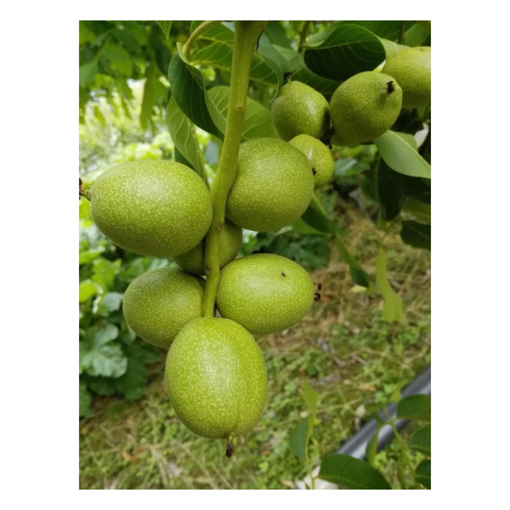 Walnuss "Franquette", 10L-Container, grosse Nüsse