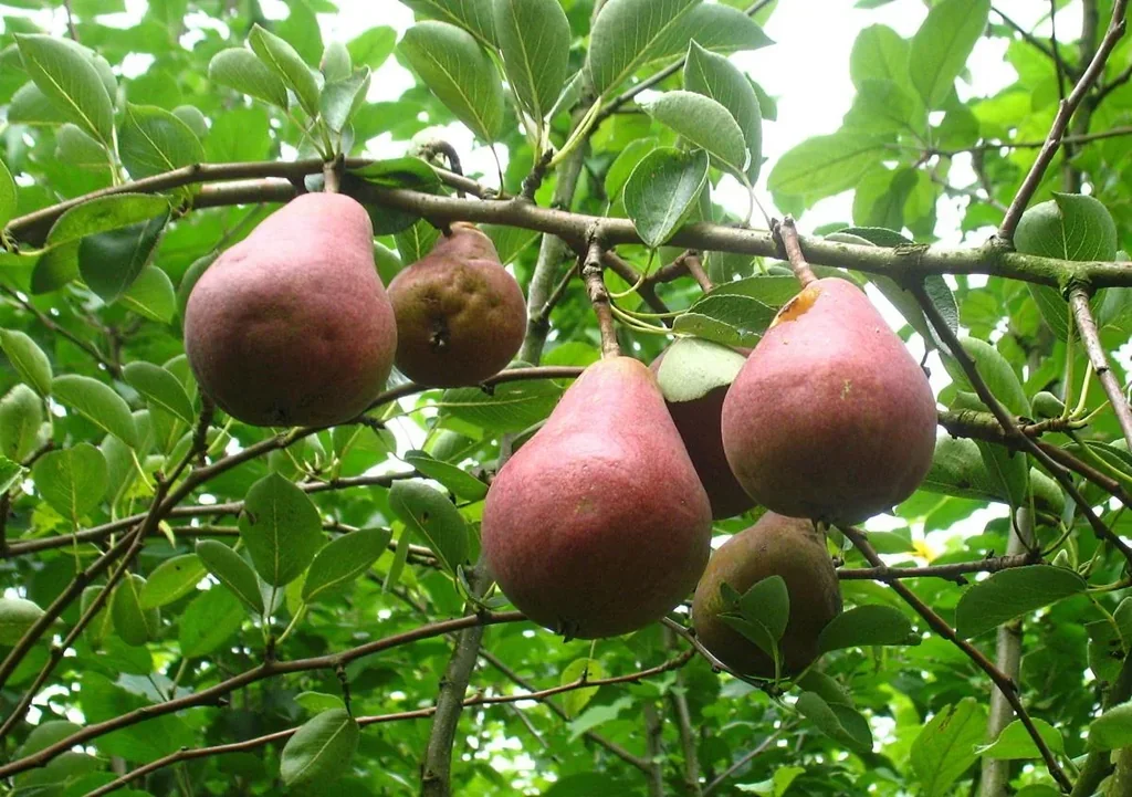 Birne "Rote Williams" Busch, im 10L-Container, vollsaftig, schmelzend, süß-säuerlich, aromatisch