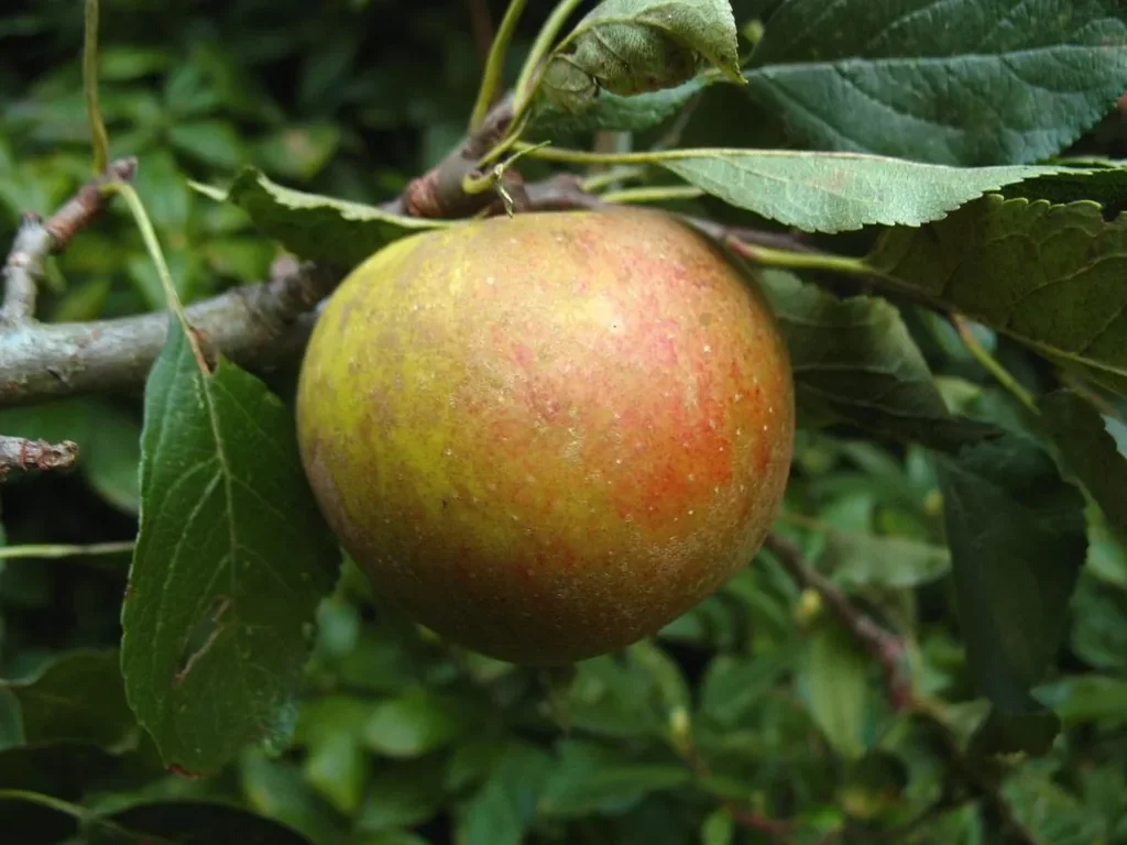 Apfel "Holsteiner Cox" Busch, im 10L-Container