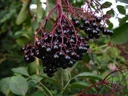 Holunder 'Haschberg' (Sambucus nigra) – winterhartes Wildobstgehölz, im 5-L-Container