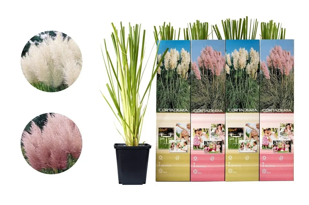 Flower-up Set mit 4 Pampasgras-Pflanzen 30-40 cm
