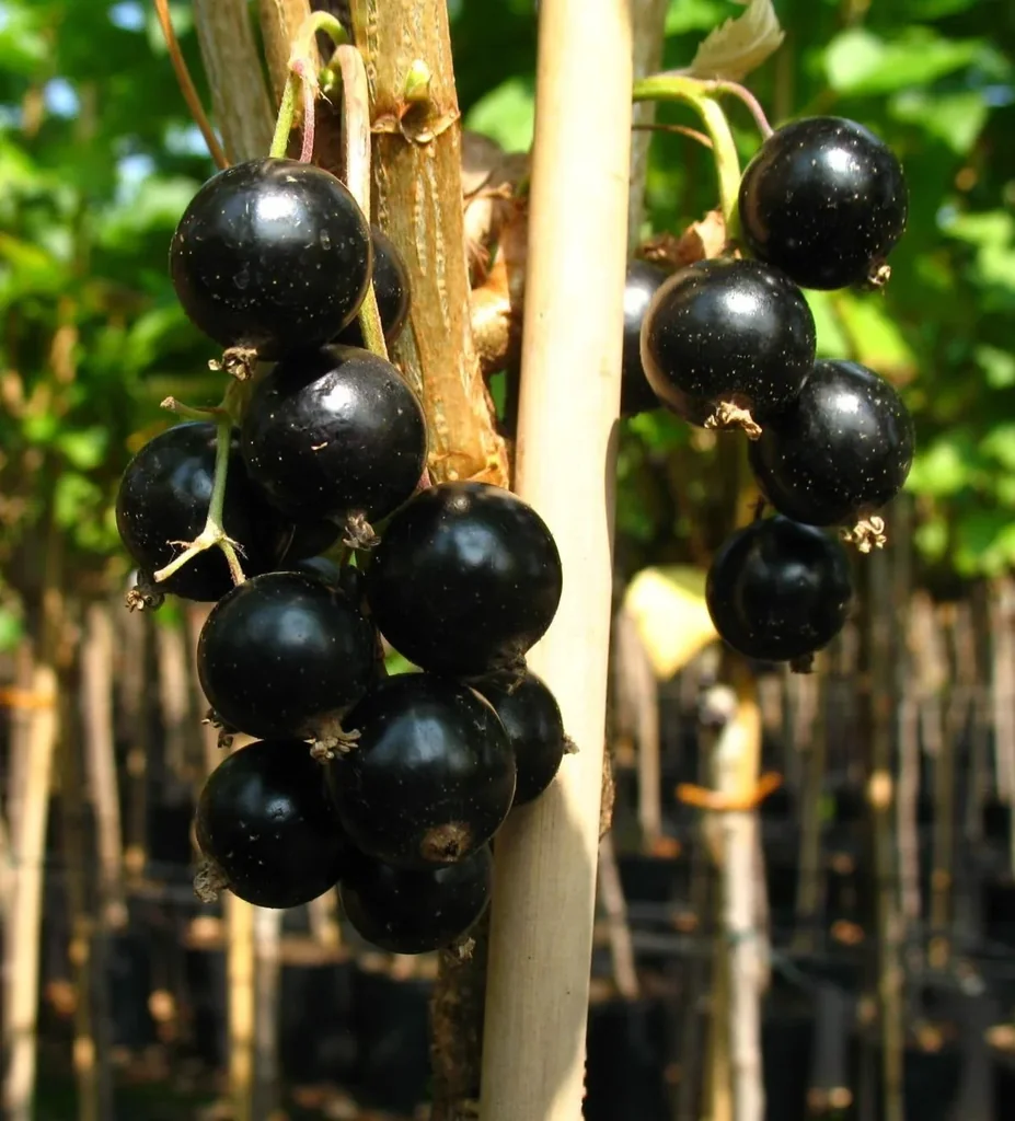 Johannisbeere schwarz "Black Gigant" Fußstamm, im 4L-Container