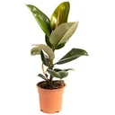 Gummibaum 'Robusta' (Ficus elastica) – pflegeleichte Zimmerpflanze, Höhe ca. 50–60 cm
