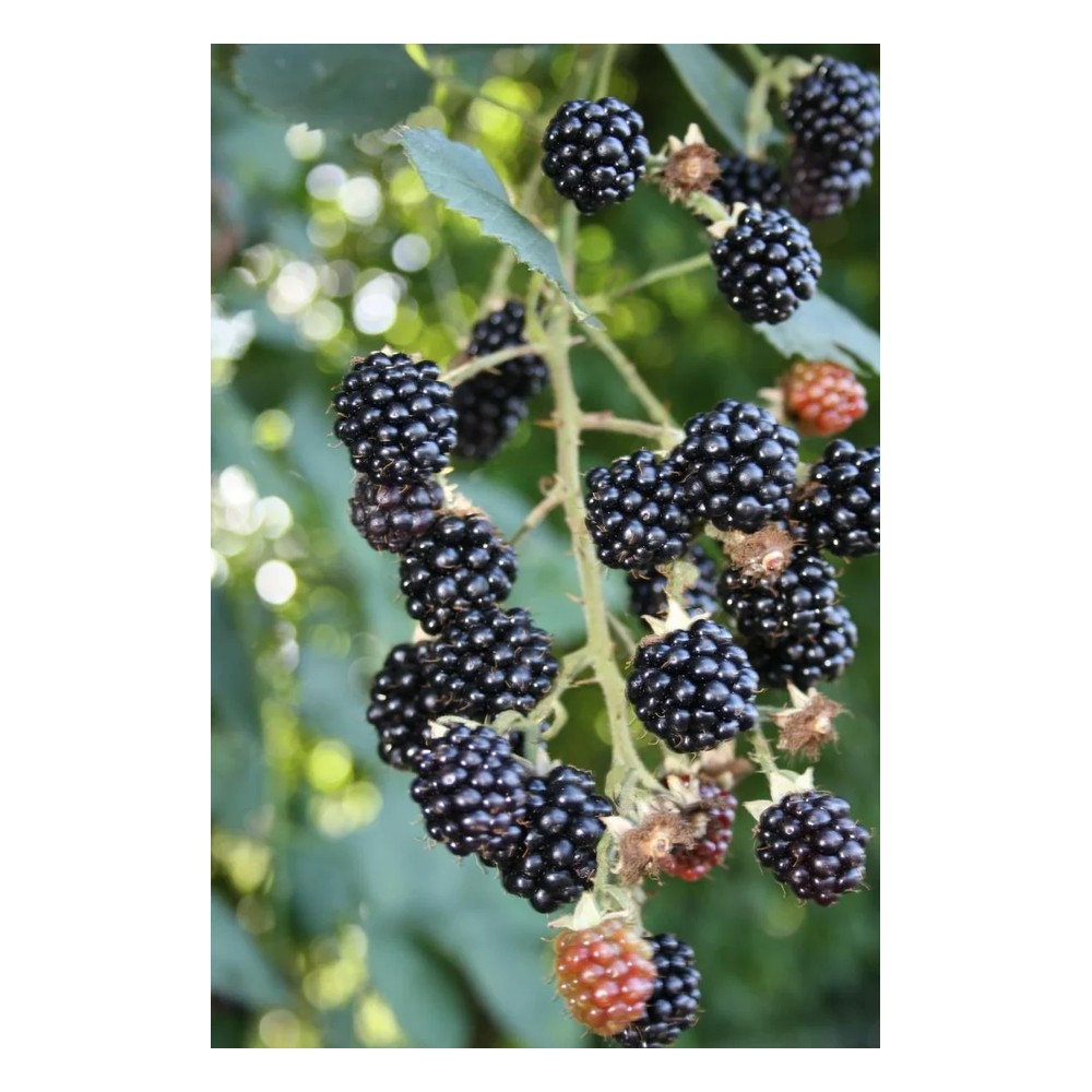 Brombeere "Theodor Reimerrs", 3,5L-Conatiner