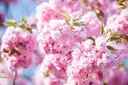 Nelkenkirsche japanisch Kanzan - Prunus serrulata - 7 L Topf 80-100 cm