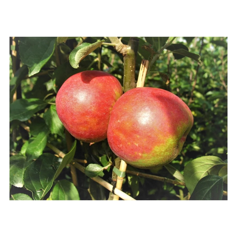 Apfel "Roter Boskoop" Halbstamm, im 10L-Container