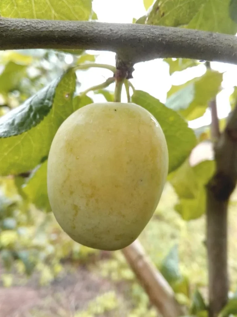 Pflaume "Gelbe Hauszwetsche" Busch, im 10L-Container, saftig, säuerlich-süß und sehr aromatisch
