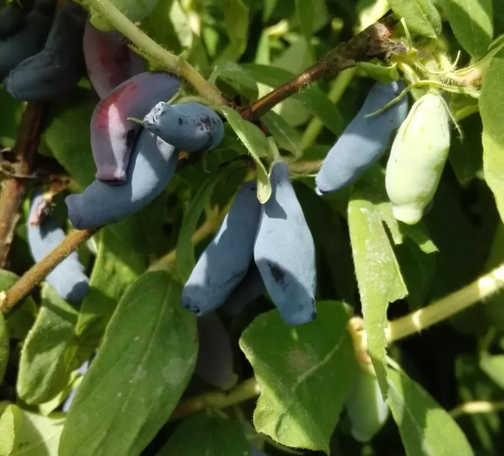 Sibirische Blaubeere 'Atut' (Lonicera caerulea var. kamtschatica) – winterharter Beerenstrauch, im 3,5-L-Container