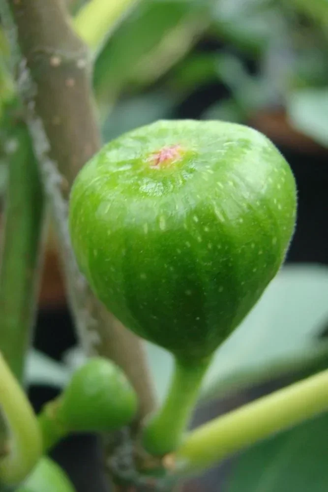 Feige Brown Turkey - Ficus carica - 7 L Topf