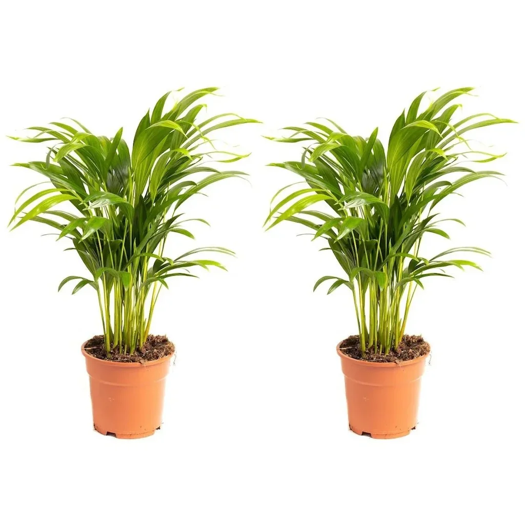 Aufblühende Arecapalme - Goldpalme - Dypsis Lutescens Areca - Groß - 65-70 cm - 2 Stück