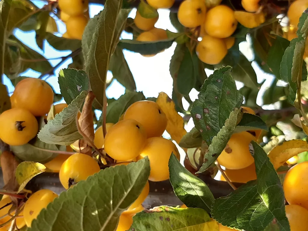 Zierapfel Golden Hornet Malus - Solitär mit Ballen 150-200 cm
