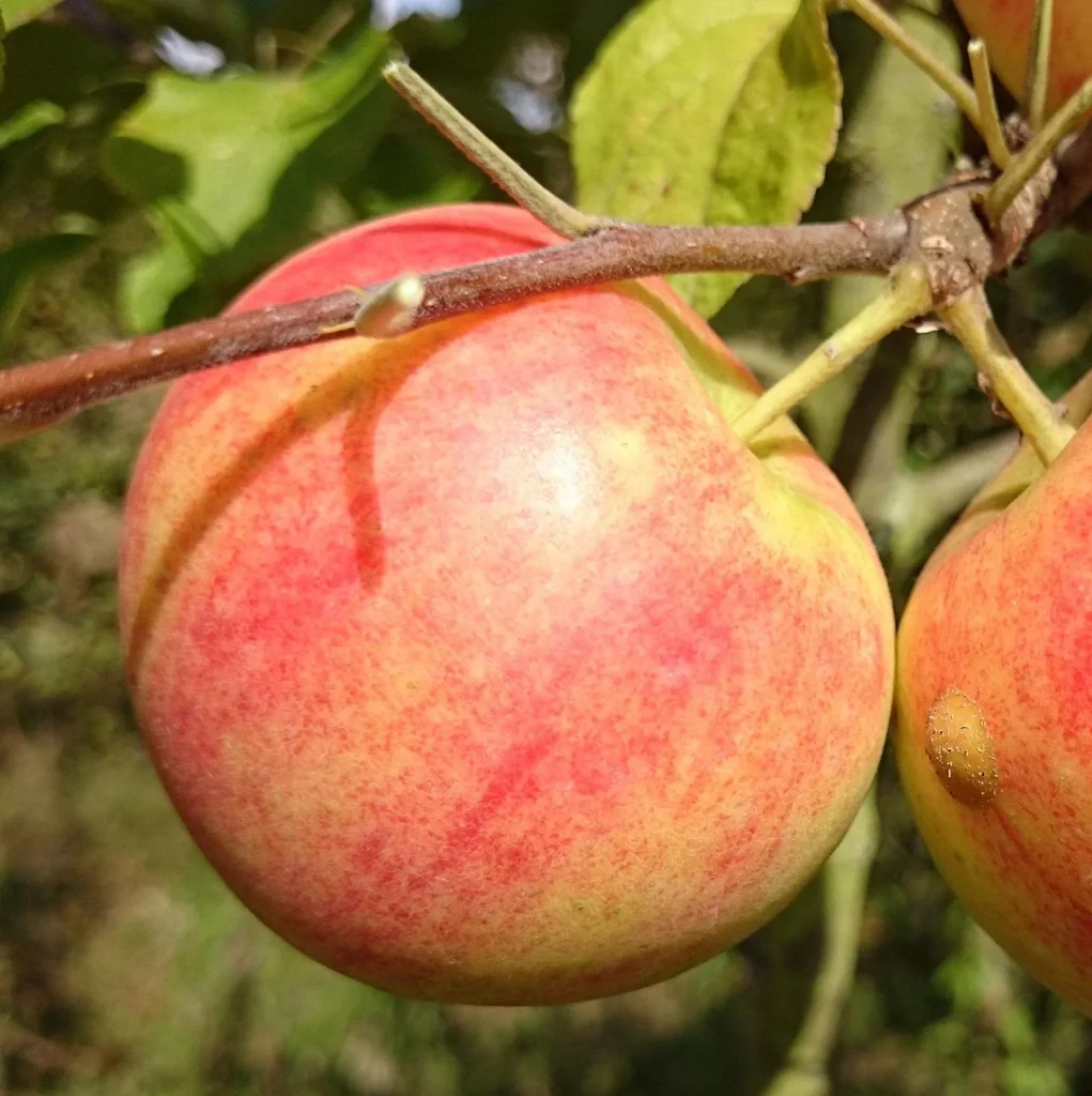 Apfel "Geh. Oldenburg" Busch, im 10L-Container