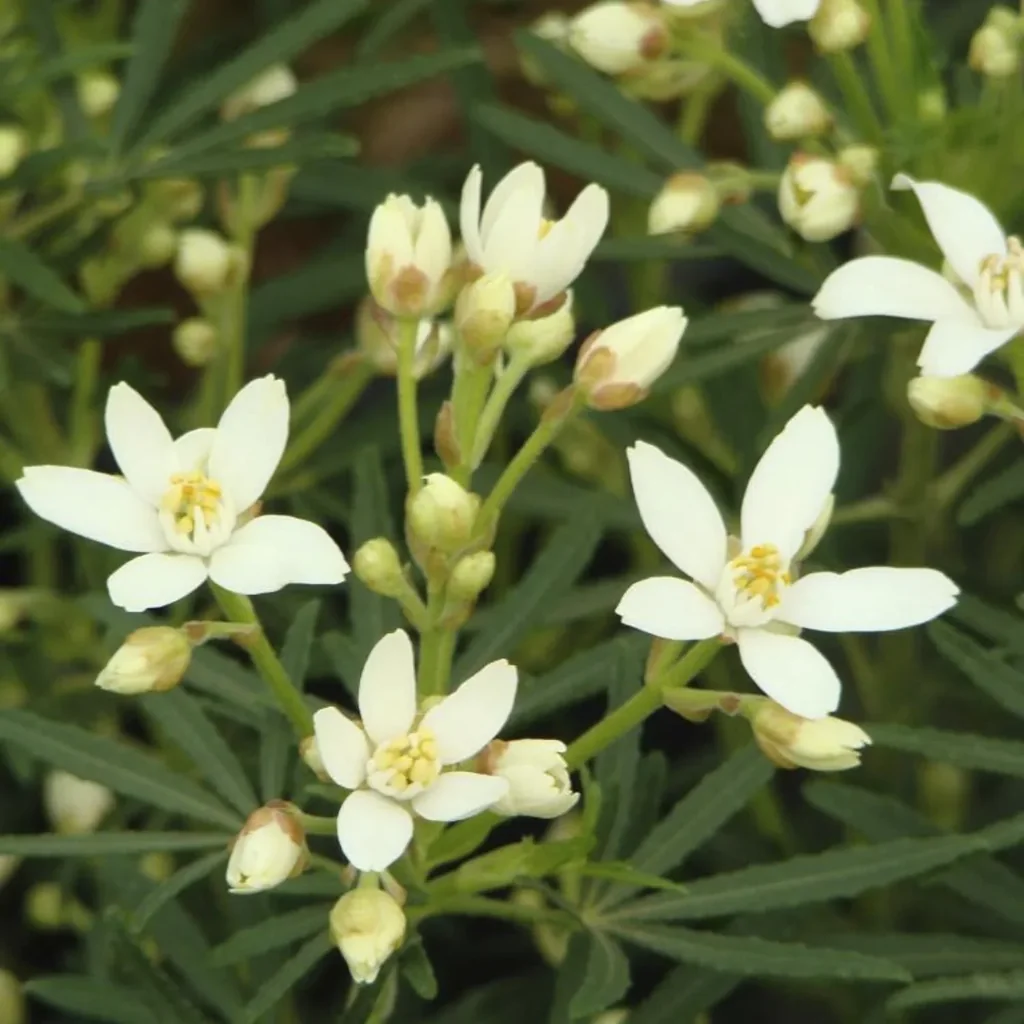 Orangenblume White Dazzler - Choisya ternata -S- - 7 L Topf 30-40 cm