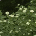 Gelbholz-Hartriegel Flaviramea - Cornus sericea - 12 L Topf 100-125 cm