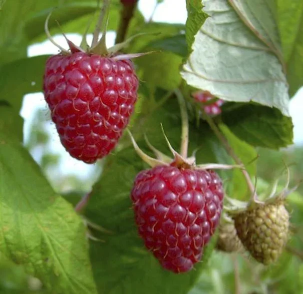 Tayberry "Buckingham", 3,5L-Container, Kreuzung zwischen Himbeere und Brombeere