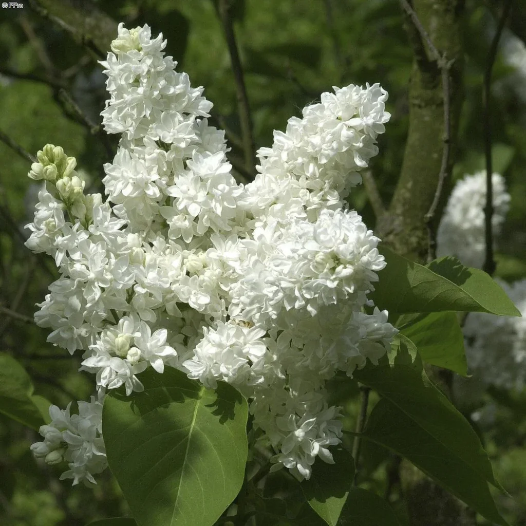 Edelflieder Mme Lemoine - Syringa vulg. - Solitär mit Ballen 150-175 cm