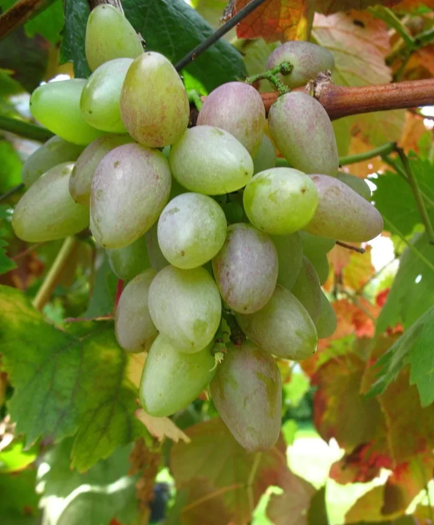 Weinrebe 'Suffolk Red' (Vitis vinifera) – winterharte Kletterpflanze, im 5-L-Container
