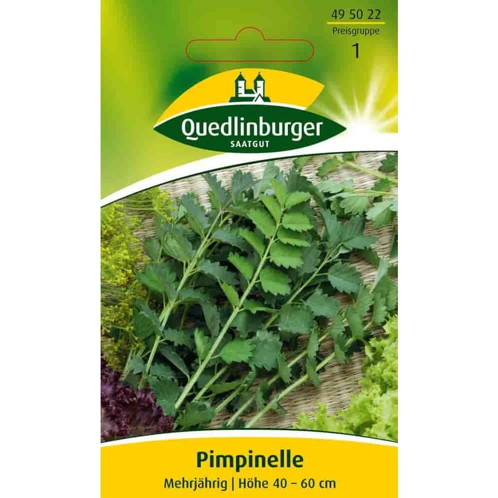 Pimpinelle kaufen, Samen, mehrjährig, pflegeleicht
