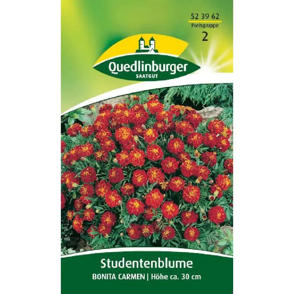 Studentenblume ta Carmen, einjährig, für Beet & Balkon