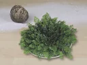 Rose von Jericho