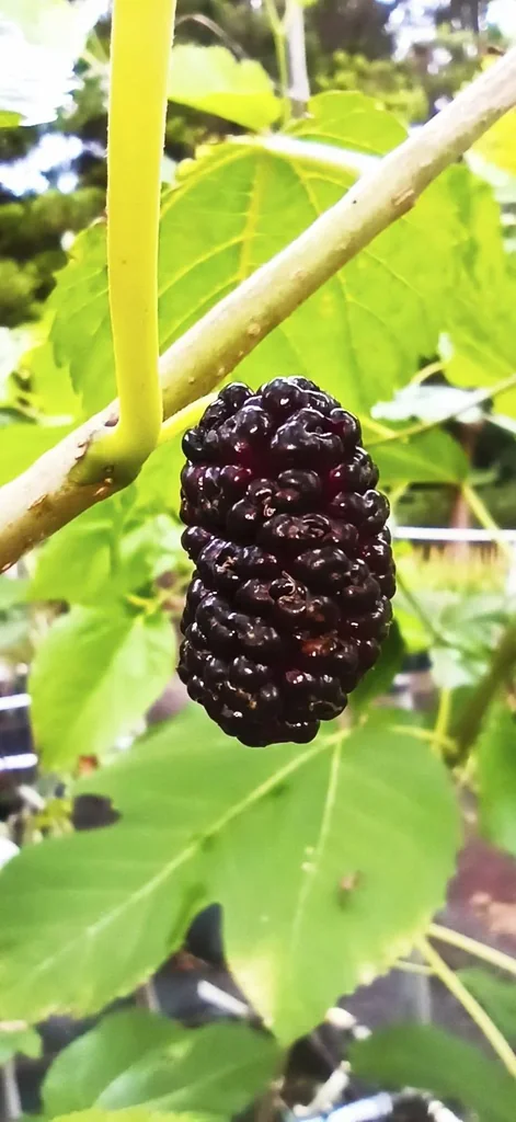 Schwarze Maulbeere "Morus nigra", im 3,5L-Container
