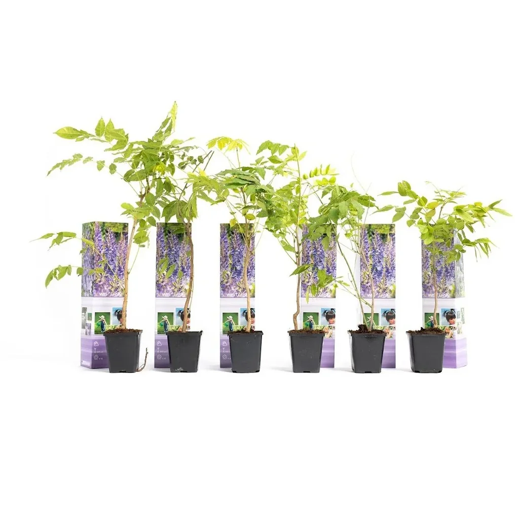 Blauregen 6er-Set (Wisteria) – winterharte Kletterpflanze, Höhe ca. 30–38 cm