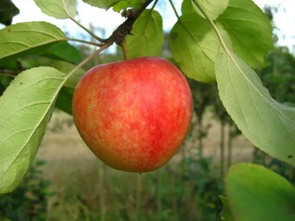 Apfel "Cox Orange" Halbstamm, im 10L-Container