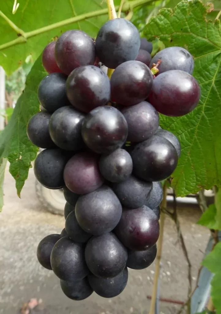 Weinrebe "Venus", 3,5L-Container, rot-blaue Beeren