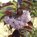 Nelkenkirsche japanisch Royal Burgundy - Prunus serrulata - 7 L Topf 60-80 cm