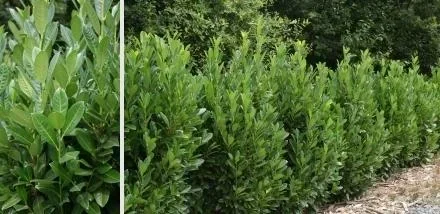 Lorbeerkirsche, Prunus lauroc. "Green Torch", für 5 m Hecke, 60-80 cm hoch, 7 Liter Topf, 10 Stück im Set